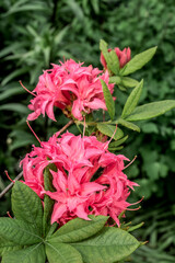 Rhododendron 'Homebush' (Rhododendron x kosterianum) in garden