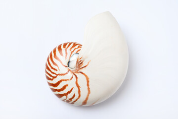 Nautilus shell on white background, top view