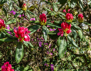 Spring Rhododendron Flowers Macro