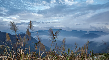 Big cereal herbs on background cloudy sky and mountain n Alishan mountain in Taiwan