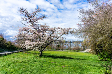 Cherry Blossoms On Hill
