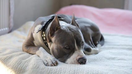 Beautiful portrait of the breed American Staffordshire terrier.