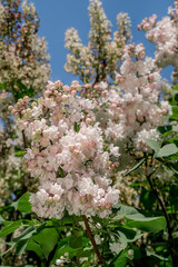 Common Lilac (Syringa vulgaris) in park