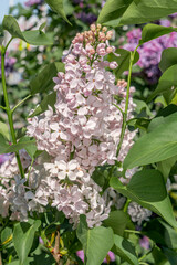 Common Lilac (Syringa vulgaris) in park