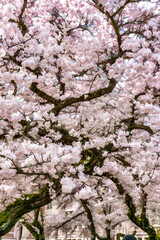 Cherry Blossoms Bursting Background Illustration