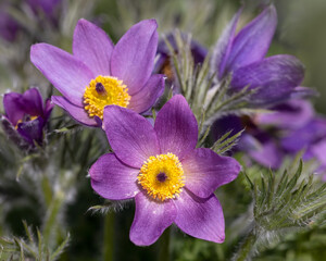 Closeup of flowers of Pasqueflower (Pulsatilla vulgaris) in a garden in spring