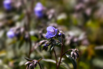 Closeup of flowers of Polemonium 'Heaven Scent' in a garden in Spring