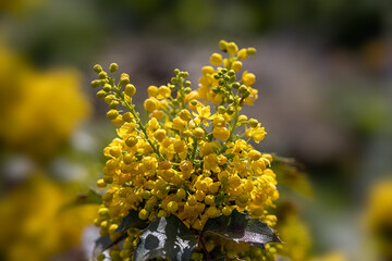 Closeup of flowers of Oregon grape (Mahonia aquifolium) in spring
