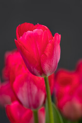 Closeup of flower of Tulipa 'Lady van Eijk' in a garden in Spring