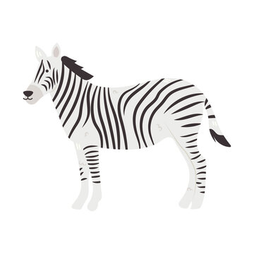 cute zebra icon