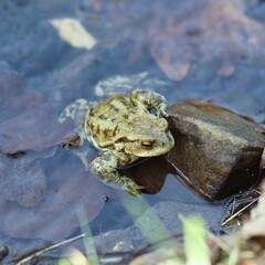 Zielona żaba w rzece obok kamienia - obrazy, fototapety, plakaty