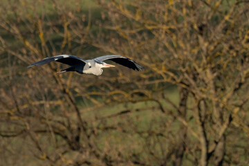 A grey heron (Ardea cinerea) in flight