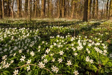 Zawilec gajowy (Anemone nemorosa) biały kwiat kwitnący wiosną w lesie - obrazy, fototapety, plakaty