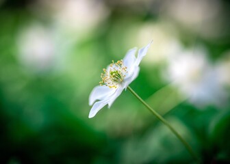 Zawilec gajowy (Anemone nemorosa) biały kwiat kwitnący wiosną w lesie