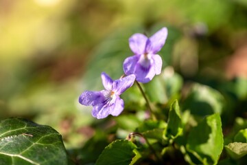 Obraz premium drobne niebieskie kwiatki wiosną w zielonym lesie