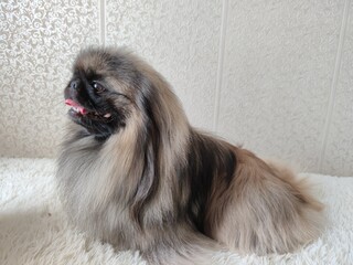 portrait of a pekingese dog