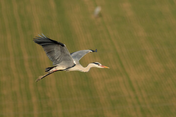 A grey heron (Ardea cinerea) in flight