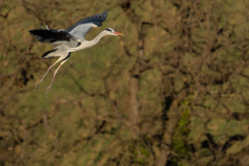 A grey heron (Ardea cinerea) in flight