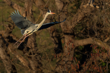 A grey heron (Ardea cinerea) in flight