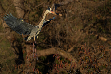 A grey heron (Ardea cinerea) in flight