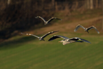 A grey heron (Ardea cinerea) in flight