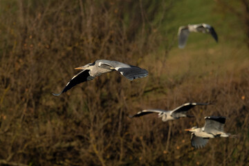A grey heron (Ardea cinerea) in flight
