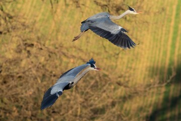 A grey heron (Ardea cinerea) in flight