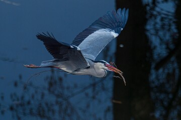 A grey heron (Ardea cinerea) in flight