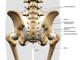 Male Sacroiliac Ligament, Pelvic and Hip Bones, Labeled Rear View on White - 498979493