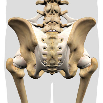 Male Sacroiliac Ligament, Pelvic and Hip Bones Rear View on White