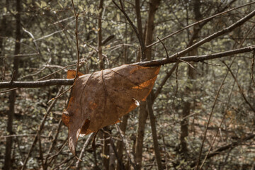 walk through the woods in spring time