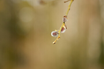 Fluffy willow buds with a blurred background.