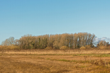 Fototapeta premium Marshland with golden reed field, meadow and bare trees on a sunny autumn day in bourgoyen nature reserve, Ghent, Flanders, Belgium 
