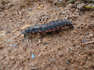 Lampyris Iberica, The Iberian Firefly