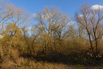 Autumn forest wilderness on a sunny day in Bourgoyen nature reserve, Ghent, Flanders, Belgium 