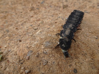 Lampyris Iberica, The Iberian Firefly