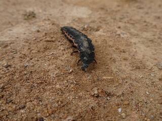 Lampyris Iberica, The Iberian Firefly