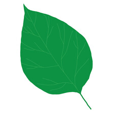 linden leaf illustration. Spring leaves, nature comes to life