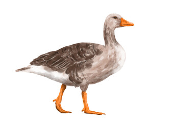 walking goose with only white background