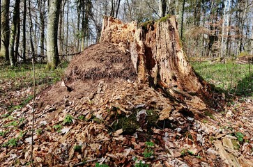 Baumruine im Wald