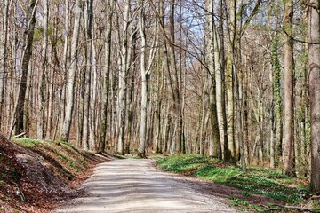 Wandern durch kahlen Laubwald