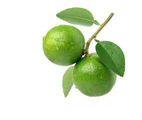 Two Fresh lime with water droplets hanging on branch isolated on white background.