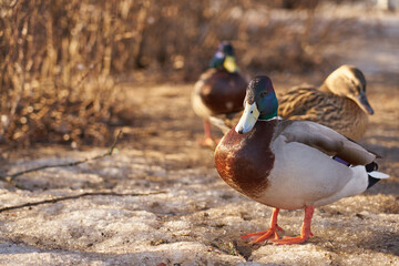 Drakes bask in the sun in the spring.