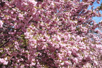 Fototapeta premium pink blossom in spring