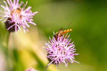 Bee and flower. Close up of a large striped bee collects honey on a yellow flower on a Sunny bright day. Macro horizontal photography. Summer and spring backgrounds
