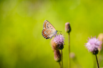Butterfly with closed wings on a flower. High quality photo. Selective focus
