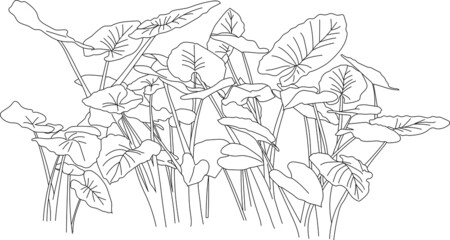 Line art of elephant ears plants. 
Vector tropical plant illustration.
