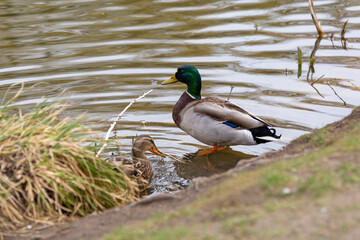 Duck in the park at spring time, Poland