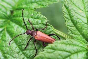 bug on a leaf