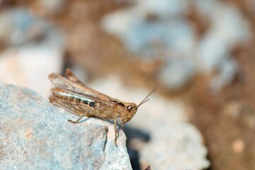 grasshopper on the ground